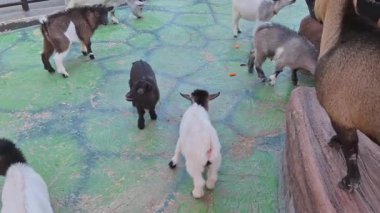 Hayvanat bahçesinde pigme keçileri, Ayutthaya, Tayland