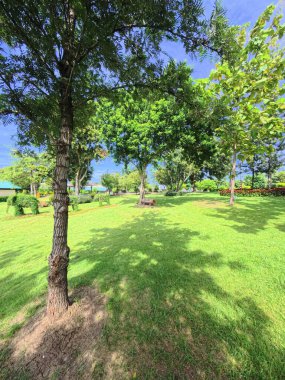 Yerel bir halk parkının taze yeşil çimlerinin arkaplan dokusu. Yumuşak güneş ışığında güzel ağaçlar..