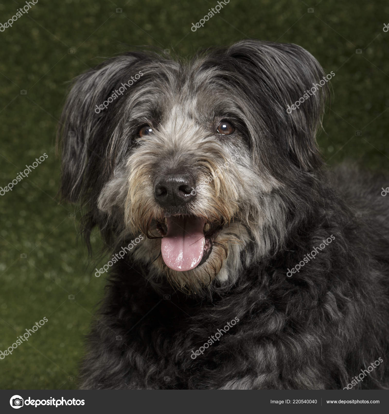 Studio Portrait Chien Berger Catalan Expressif Dit Atura Gos