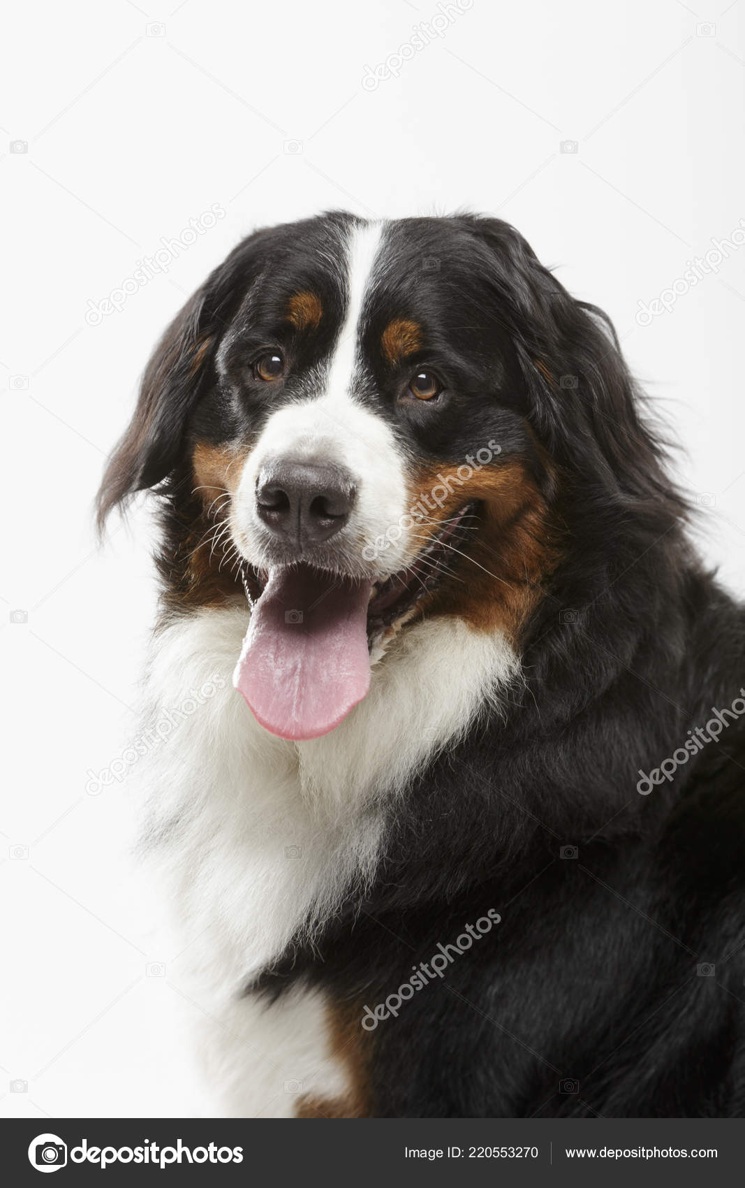 Portrait Studio Chien Expressif Montagne Bernois Noir Sur