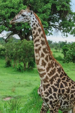 Giraffes in the Mikumi National Park, Tanzania clipart
