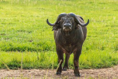 Büyük siyah Buffalo Mikumi milli parkı, Tanzanya
