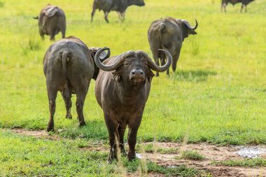 Büyük siyah Buffalo Mikumi milli parkı, Tanzanya
