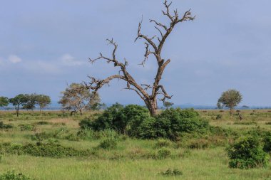 Big Green Trees in the Mikumi National Park, Tanzania clipart