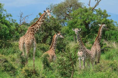 Giraffes in the Mikumi National Park, Tanzania clipart