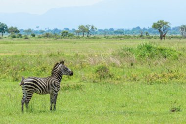 Vahşi zebralar Mikumi milli parkı, Tanzanya
