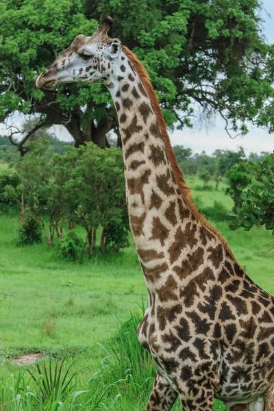 Zürafalar Mikumi milli parkı, Tanzanya