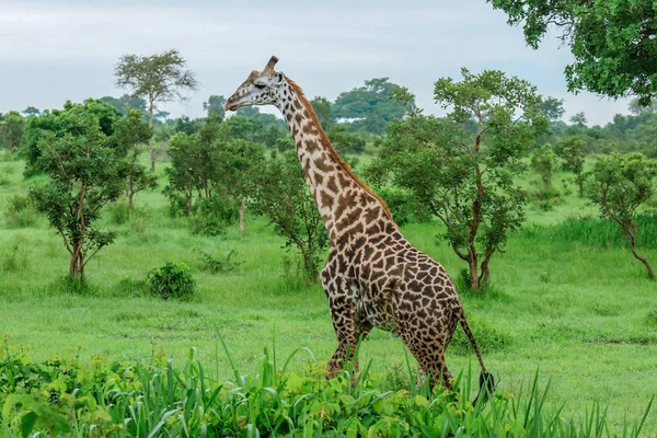 Zsiráfok Mikumi Nemzeti Park Tanzánia — Stock Fotó