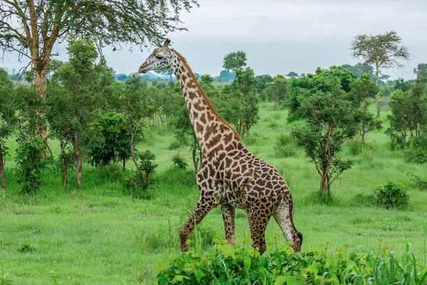 Žirafy Mikumi Národního Parku Tanzanie — Stock fotografie