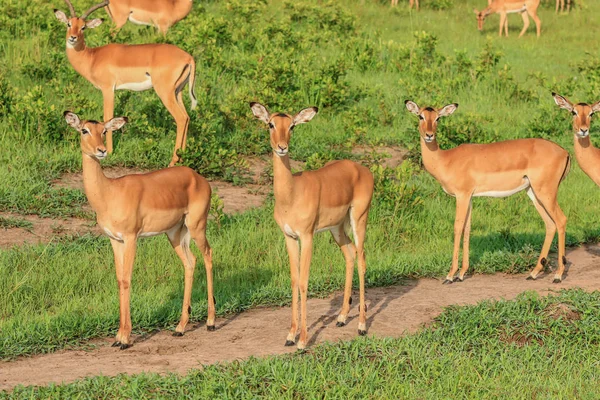 Dziki Impale Mikumi Park Narodowy Tanzania — Zdjęcie stockowe