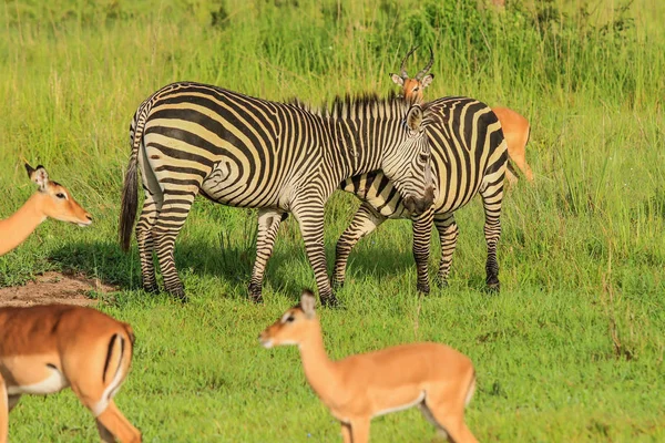 Zebras Selvagens Parque Nacional Mikumi Tanzânia — Fotografia de Stock