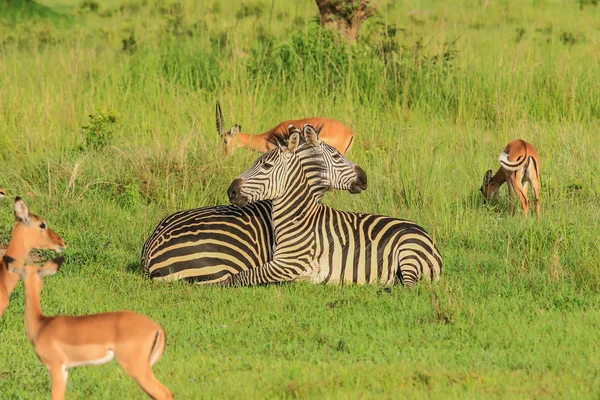 Zebras Selvagens Parque Nacional Mikumi Tanzânia — Fotografia de Stock