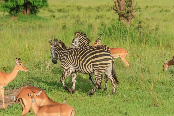 Wilde Zebras Mikumi Nationalpark Tansania — Stockfoto