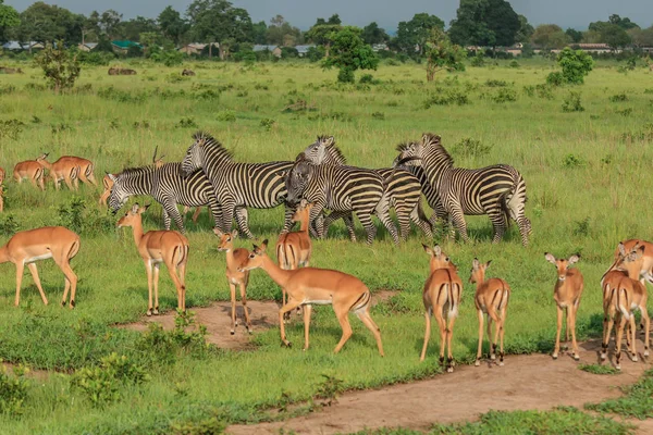 Дикие Зебры Национальном Парке Микуми Танзания — стоковое фото