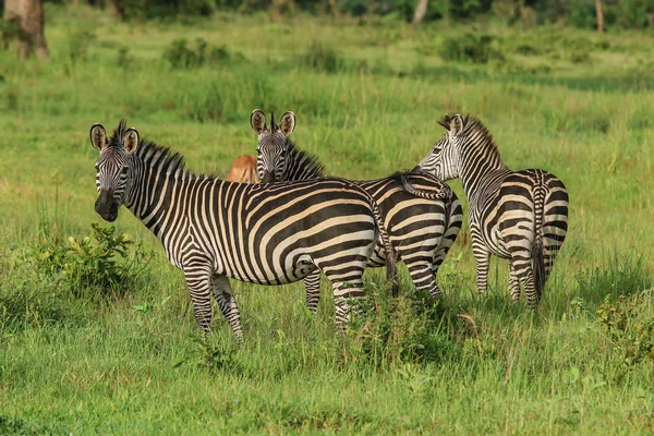 Cebras Silvestres Parque Nacional Mikumi Tanzania — Foto de Stock