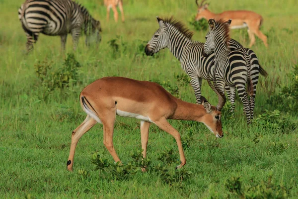 Impalas Salvajes Parque Nacional Mikumi Tanzania — Foto de Stock