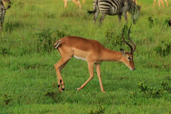 Dziki Impale Mikumi Park Narodowy Tanzania — Zdjęcie stockowe