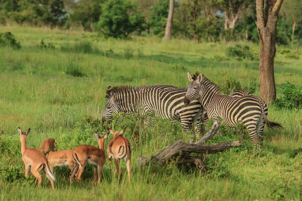 Zebras Selvagens Parque Nacional Mikumi Tanzânia — Fotografia de Stock