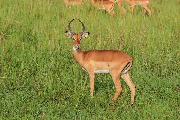 Impalas Selvagens Parque Nacional Mikumi Tanzânia — Fotografia de Stock