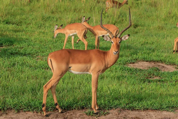Дикие Импалы Национальном Парке Микуми Танзания — стоковое фото