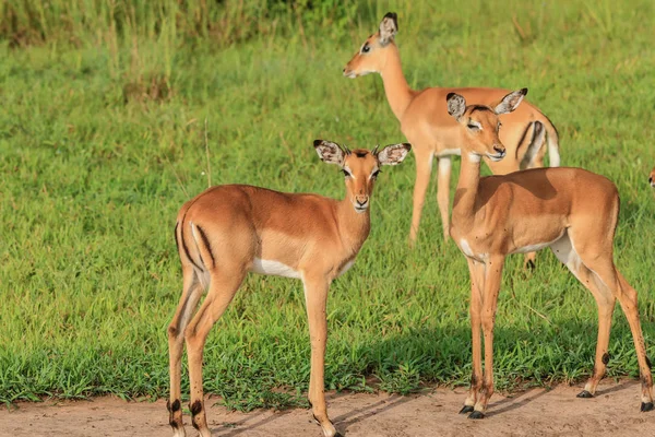 Impalas Selvagens Parque Nacional Mikumi Tanzânia — Fotografia de Stock