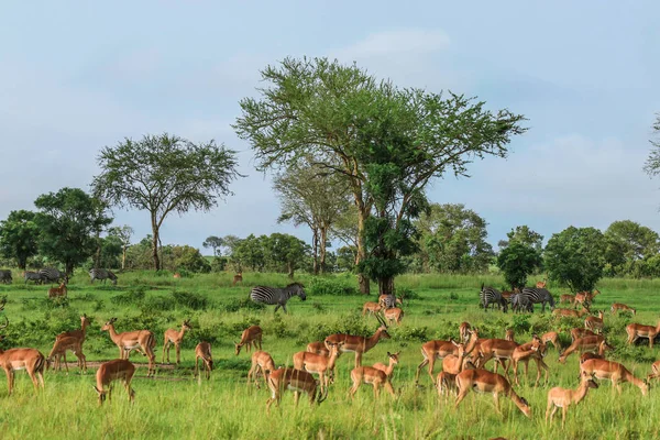 Impalas Selvagens Parque Nacional Mikumi Tanzânia — Fotografia de Stock