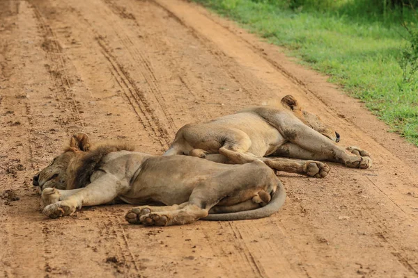 Великий Лев Спираючись Дорозі Mikumi Національний Парк Танзанія — стокове фото