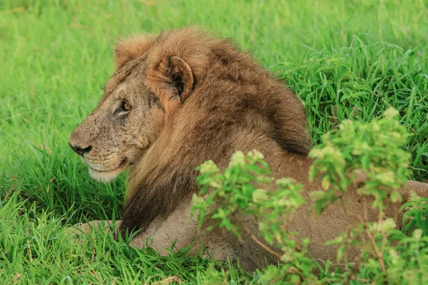 Великий Лев Спираючись Дорозі Mikumi Національний Парк Танзанія — стокове фото