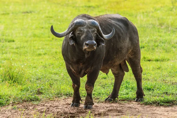 Büyük siyah Buffalo Mikumi milli parkı, Tanzanya