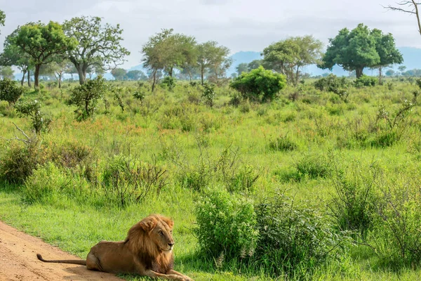 Big Lion leaning on the Road, Mikumi National Park, Tanzania