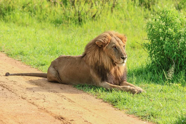 Big Lion Leaning Road Mikumi National Park Tanzania — Stock Photo, Image