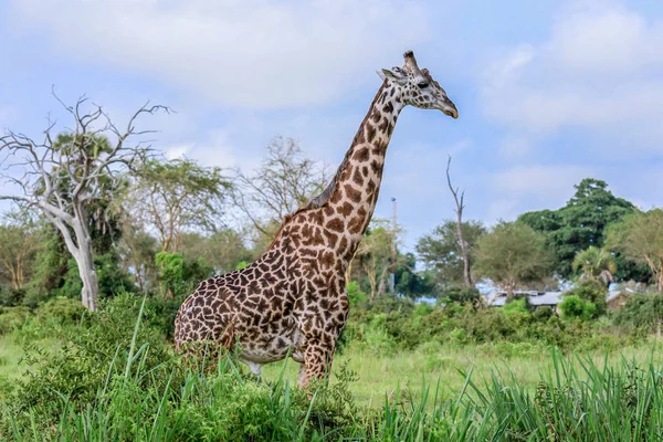 Żyrafy Mikumi Park Narodowy Tanzania — Zdjęcie stockowe