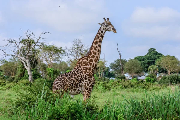 Zsiráfok Mikumi Nemzeti Park Tanzánia — Stock Fotó