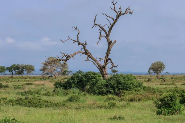 Büyük yeşil ağaçlar Mikumi milli parkı, Tanzanya