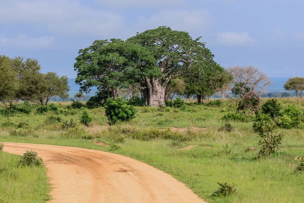 Великі Зелені Дерева Mikumi Національний Парк Танзанія — стокове фото