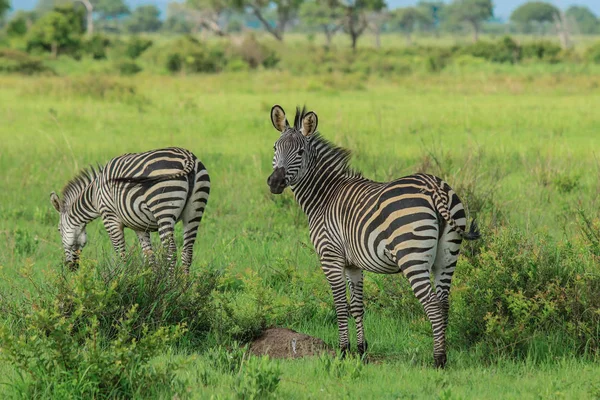 Zebre Selvatiche Nel Parco Nazionale Mikumi Tanzania — Foto Stock