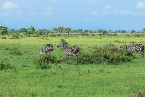 Zebras Selvagens Parque Nacional Mikumi Tanzânia — Fotografia de Stock