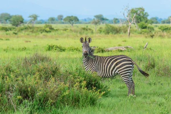 Divoké Zebry Mikumi Národního Parku Tanzanie — Stock fotografie