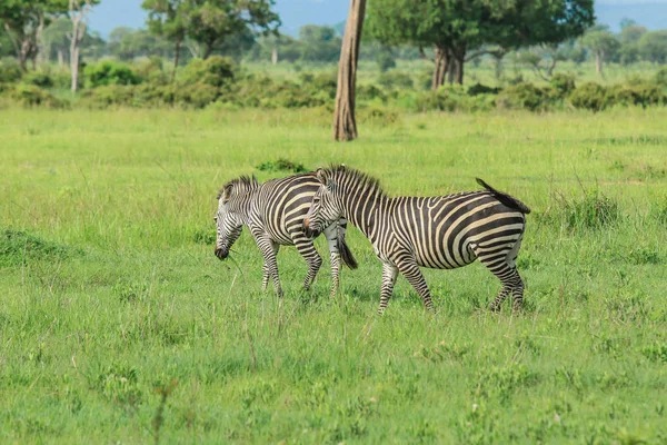 Zebras Selvagens Parque Nacional Mikumi Tanzânia — Fotografia de Stock