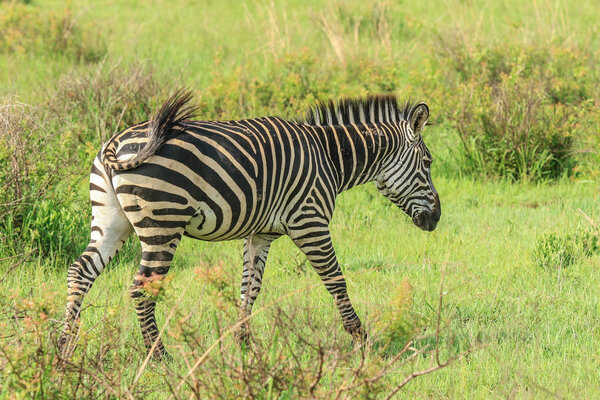 Wild Zebras in the Mikumi National Park, Tanzania