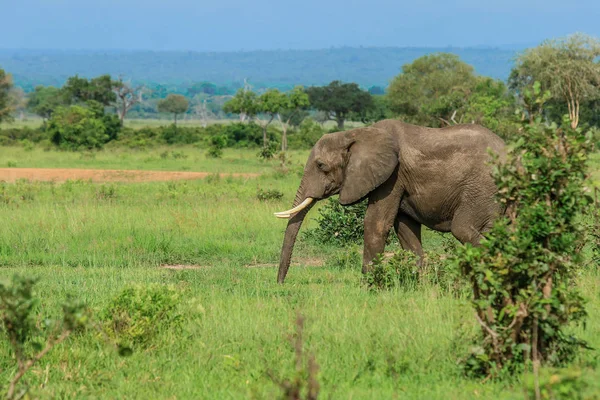 Слони Mikumi Національний Парк Танзанія — стокове фото