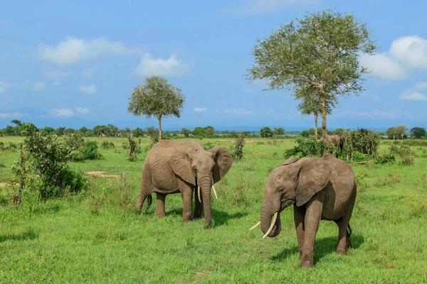 Słonie Mikumi Park Narodowy Tanzania — Zdjęcie stockowe