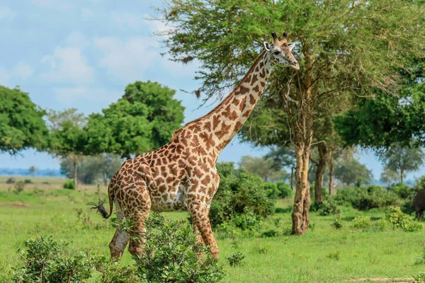 Giraffes Mikumi National Park Tanzania — Stock Photo, Image