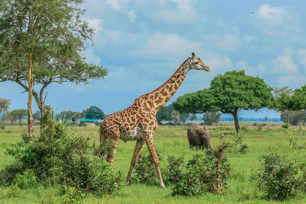 Zsiráfok Mikumi Nemzeti Park Tanzánia — Stock Fotó