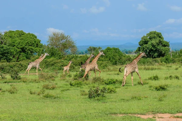 Girafas Parque Nacional Mikumi Tanzânia — Fotografia de Stock