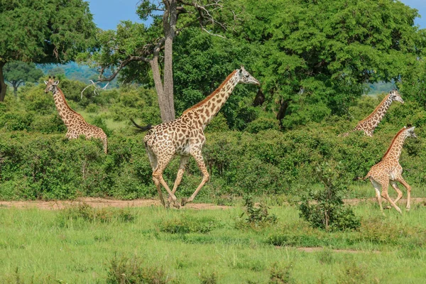 Jirafas Parque Nacional Mikumi Tanzania — Foto de Stock