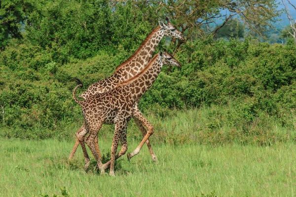 ミクミ国立公園 タンザニアのキリン — ストック写真