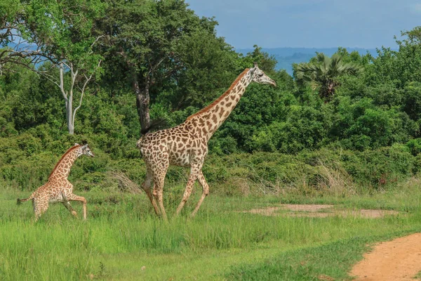Jirafas Parque Nacional Mikumi Tanzania — Foto de Stock