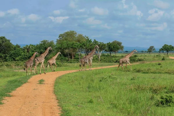 Jirafas Parque Nacional Mikumi Tanzania —  Fotos de Stock