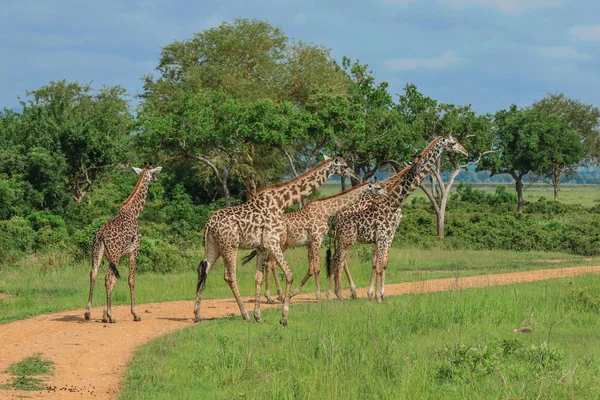 Jirafas Parque Nacional Mikumi Tanzania —  Fotos de Stock